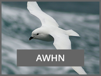 AWHN_Project_TeraudsBirdFlying.png