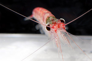 Krill newsletter test image