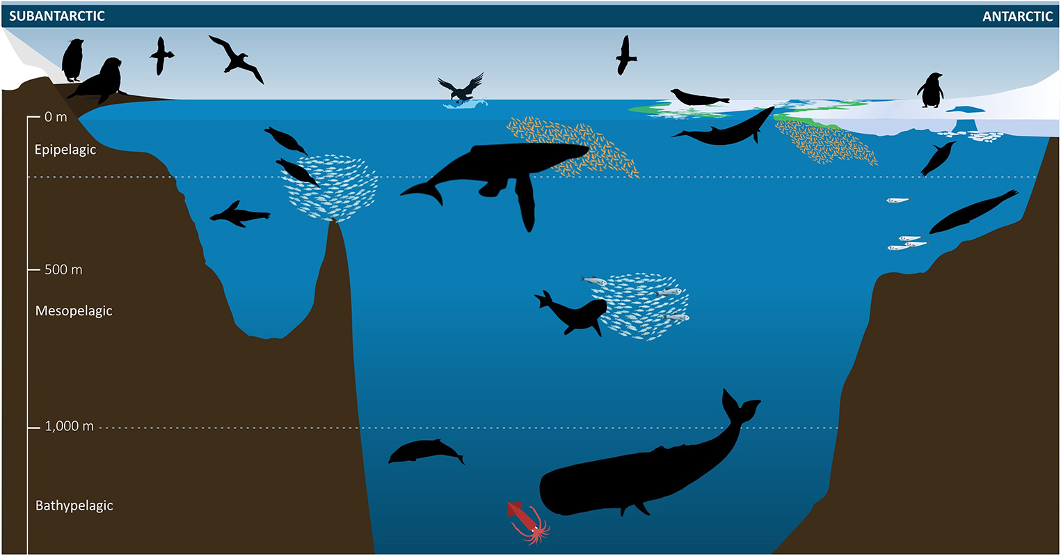 Marine Assessment Top Predators