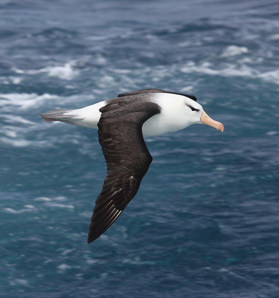 web Black browed Steven Chown ACE Expedition