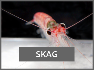 SKAG Krill closeup BMeyer