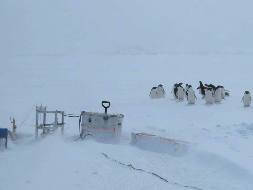 ImPACT fieldwork with penguins web