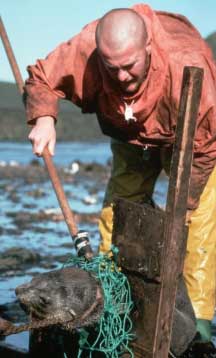 Plastic disentangling seal web