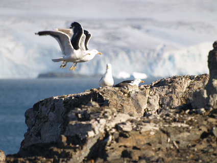 A pair of seagulls in synchronized flight near Ecuador's Maldonado Station