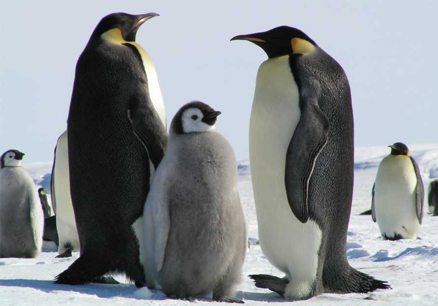 Emperor penguins