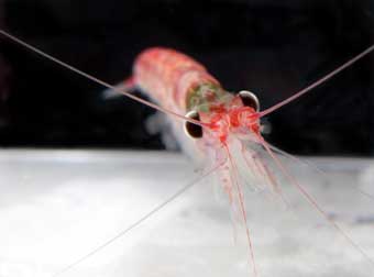 Krill AG BMeyer web