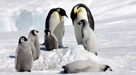 Family of penguins